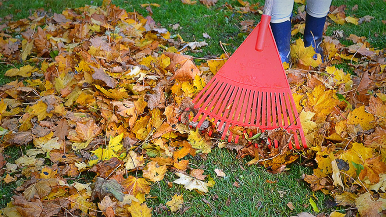 Yard Clean Up Service