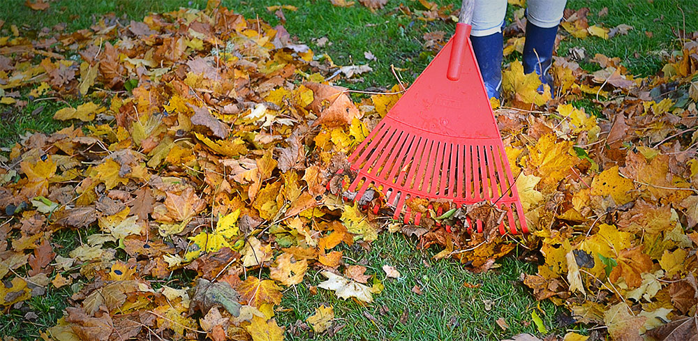 Yard Clean Up Service